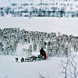 Herd of reindeer