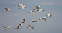 Silberreiher im Flug