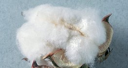 La fibre de coton est une polysaccharide presque pure (cellulose)
