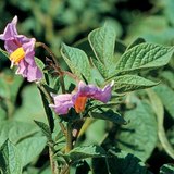 Bloemen van een aardappel