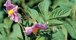 Fleurs de la pomme de terre