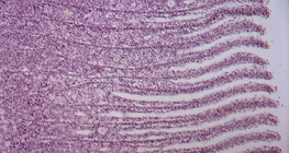 Coupe de branchie de poisson