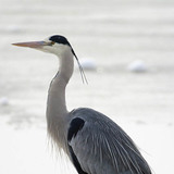 Blauwe reiger
