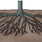Wortels van een pruimenboom