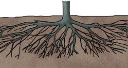 Wurzeln eines Pflaumenbaumes