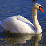 Zwaan