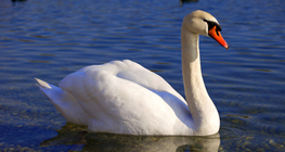 Cygne
