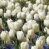 Tulp