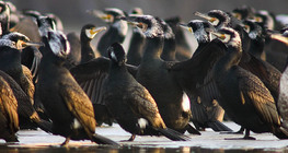 Cormorans