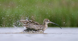 Großer Brachvogel beim Baden