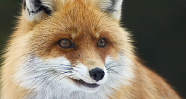 Renard, portrait