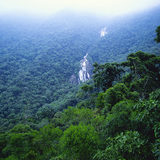 Forêt amazonienne