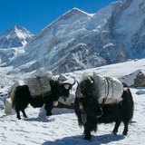 De jak, een geliefd dier in de Himalaya