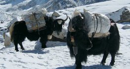 Das beliebte Haustier des Himalayas ist der Yak