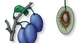 Steinfrucht eines Pflaumenbaumes und ihrem Längsschnitt