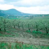 Appelboomgaard tijdens de lente