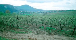 Apfelgarten im Frühling