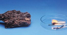 Holz verrottet langsam aber brennt schnell