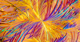 Cristaux &nbsp;d’Aminophylline (médicament)