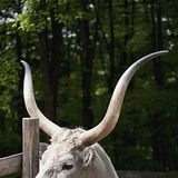 Bétail gris hongrois