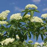 Flowers of the elderberry