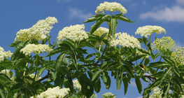 Fleurs de sureau