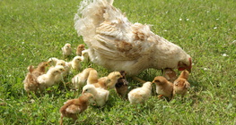 Henne und ihre Küken