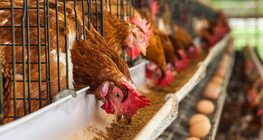 Elevage intensif de poulets