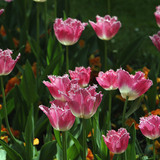 Tulp