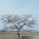 Een appelboom en zijn schors