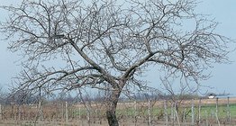 Apfelbaum und seine Rinde