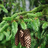 Pin
