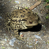 Crapaud européenne