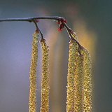 Inflorescences (chatons) du noisetier, avec étamine