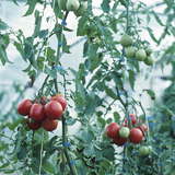 Tomatenplant