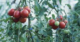 Plante de la tomate