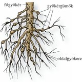 A veteményborsó gyökérzete