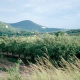Verger à pommes en été