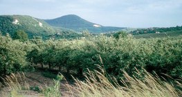 Apfelgarten im Sommer