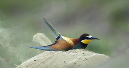 Bienenfresser beim Bad im Sand