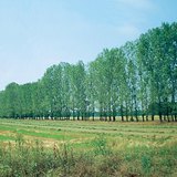 Rij van bomen geplant om drijfzand te stoppen
