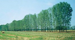 Zum Stoppen von Treibsand gepflanzte Baumreihe