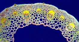 Vue en coupe d'une feuille