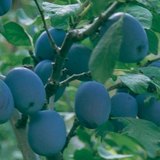 Plum tree