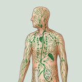 Das Lymphsystem