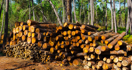 Production de bois
