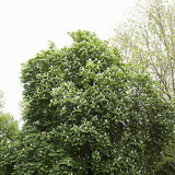 Bloeiende kastanjeboom