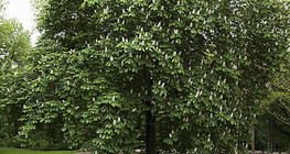 Châtaignier en fleur