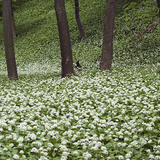 Wild garlic