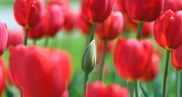 Tulipe